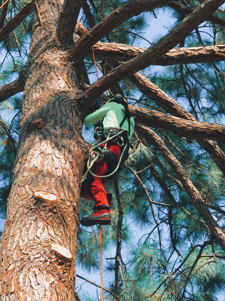 tree-felling-pretoria
