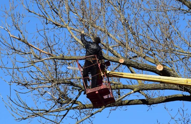 tree-felling