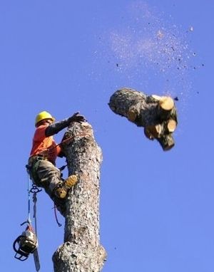 tree-removal