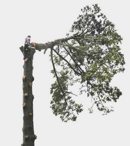 How Often Should Trees Be Trimmed in South Africa