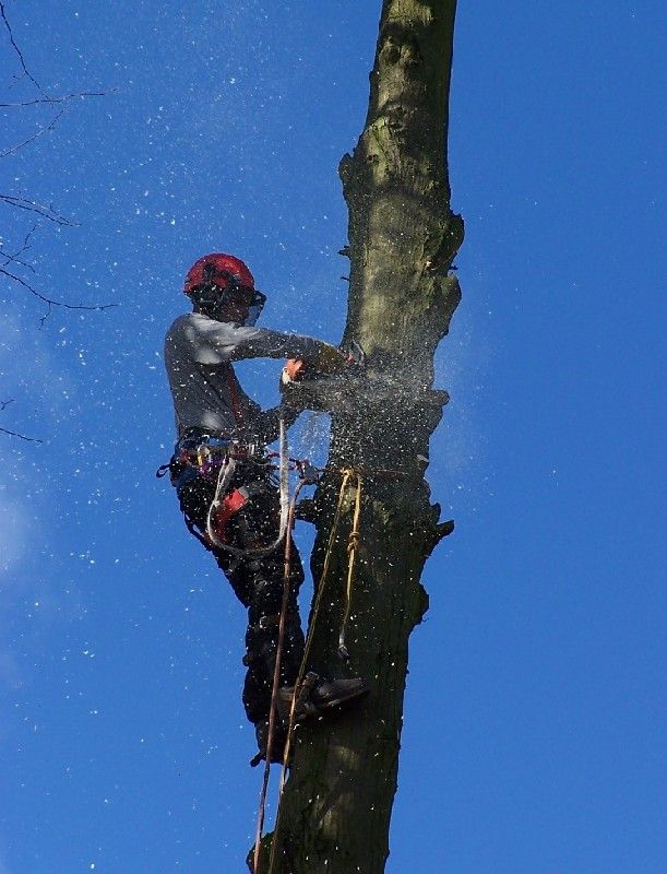 emergency-tree-felling