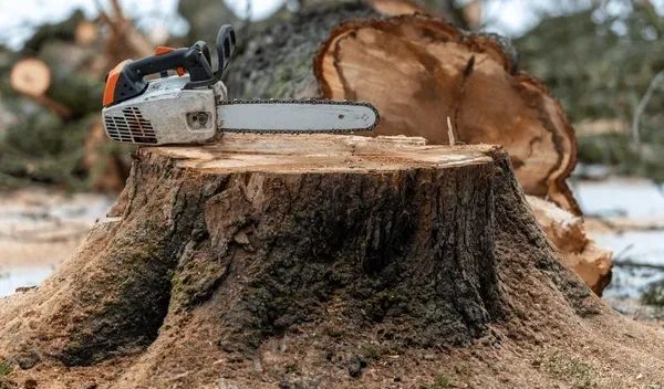 stump-removal