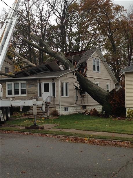 residential-tree-removal