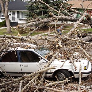 emergency-tree-felling