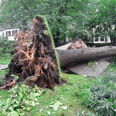 tree-safety-after-heavy-rain