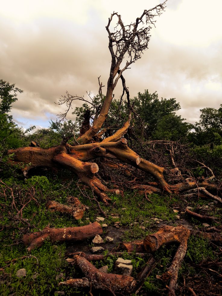 bush-clearing