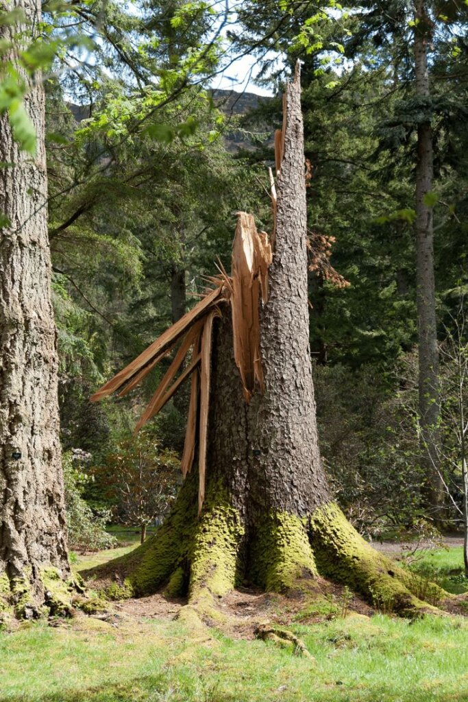 tree-felling-pretoria