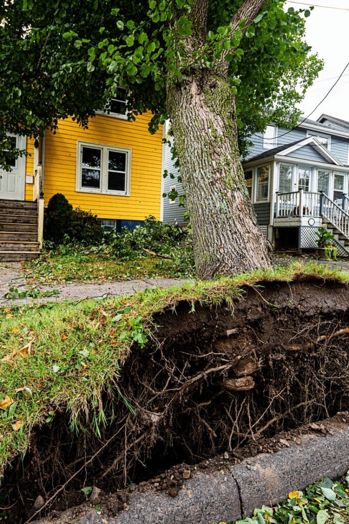 tree-removal