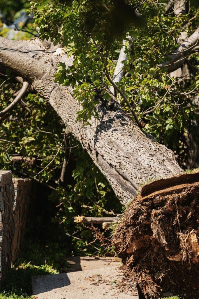 emergency-tree-removal-in-pretoria