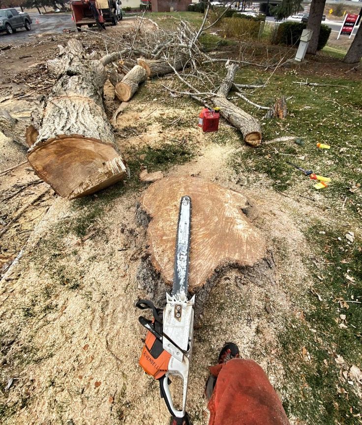 Should- Fallen- Trees -Always- Be -Removed Immediately?