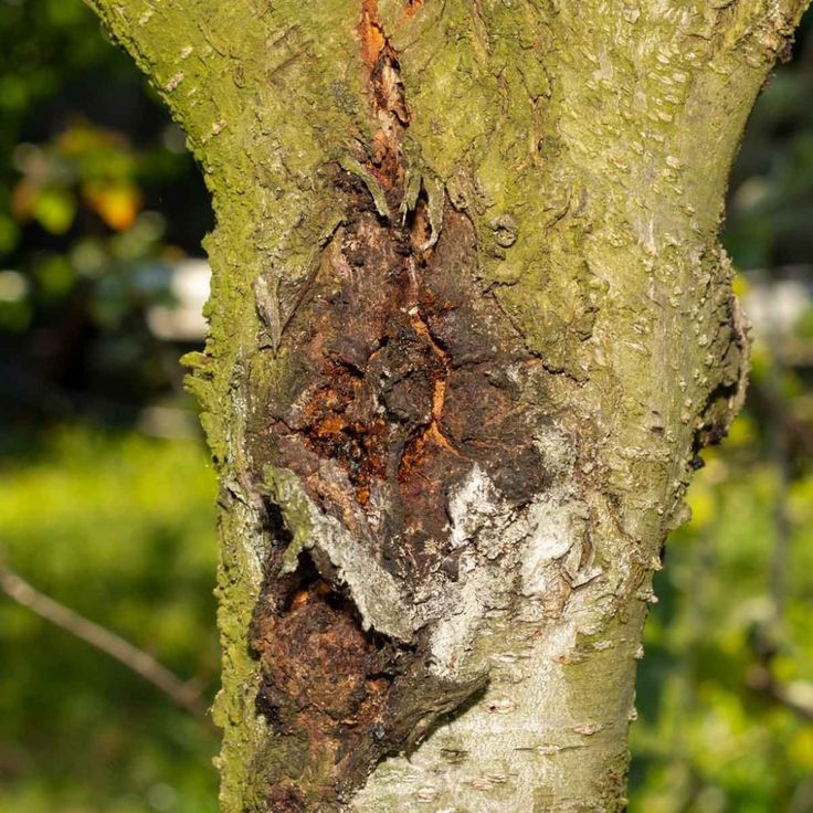 Should- Fallen- Trees -Always- Be -Removed Immediately?