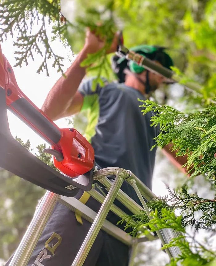 affordable-tree-removal-near-me
