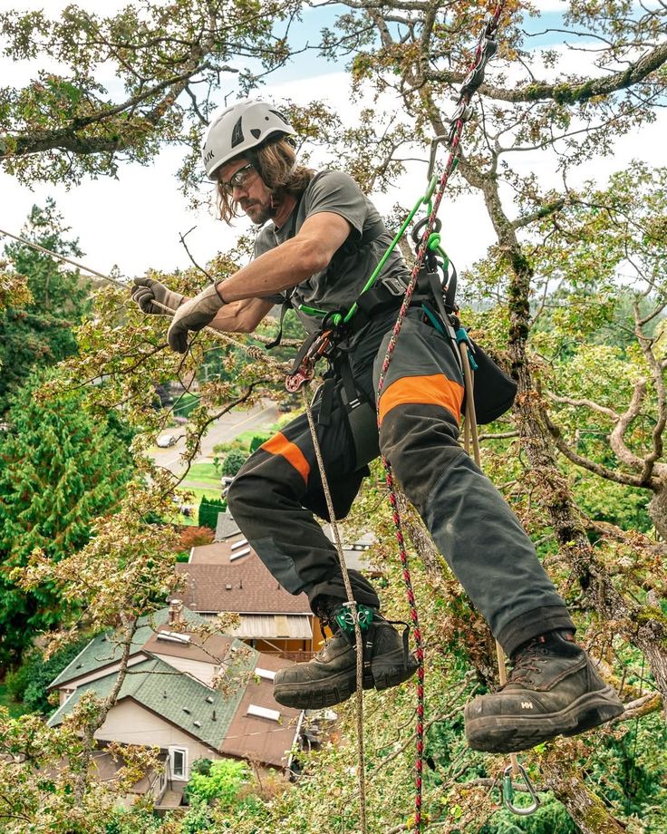 emergency-tree-felling-pretoria