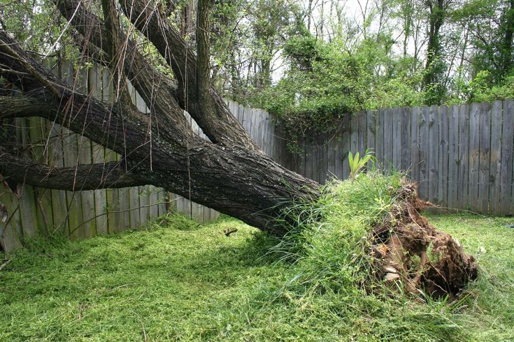 why-trees-fail