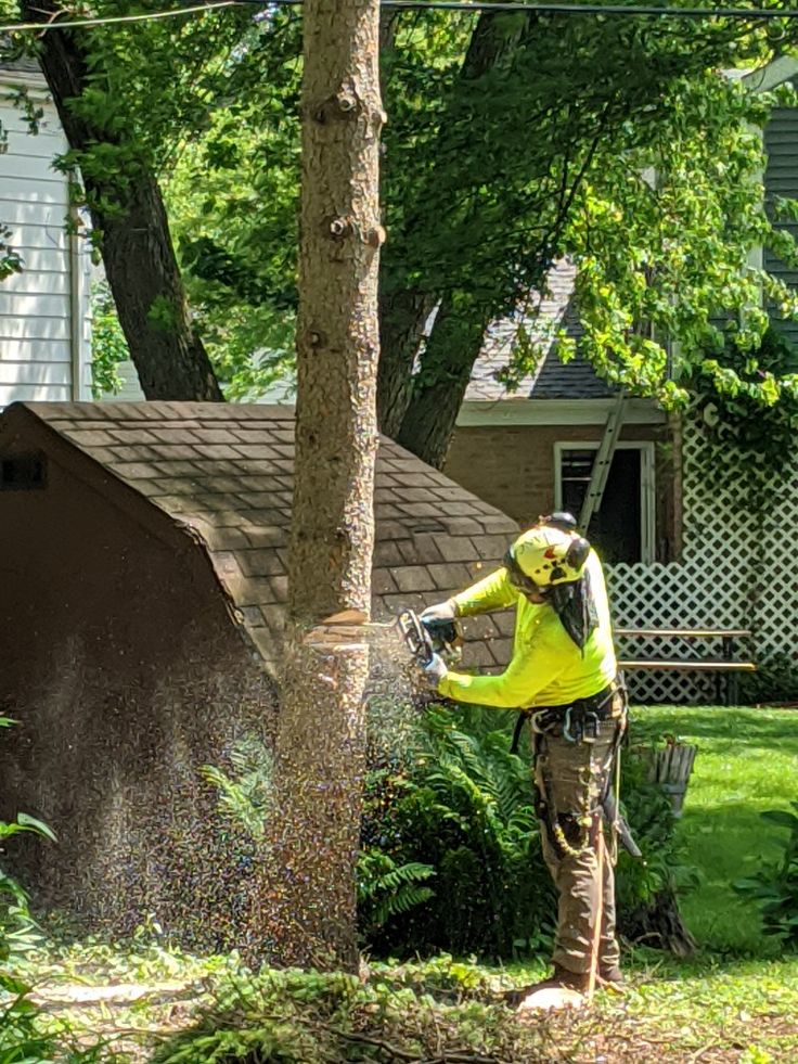 tree-pruning