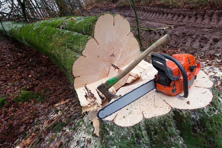 professional-stump-removal