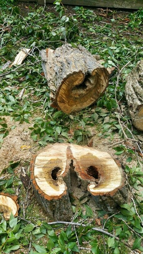 stump-grinding-pretoria