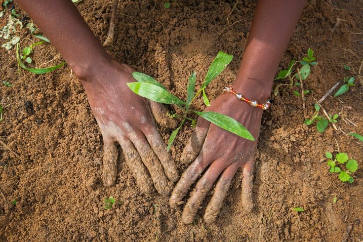 A Guide to Caring for Young Trees