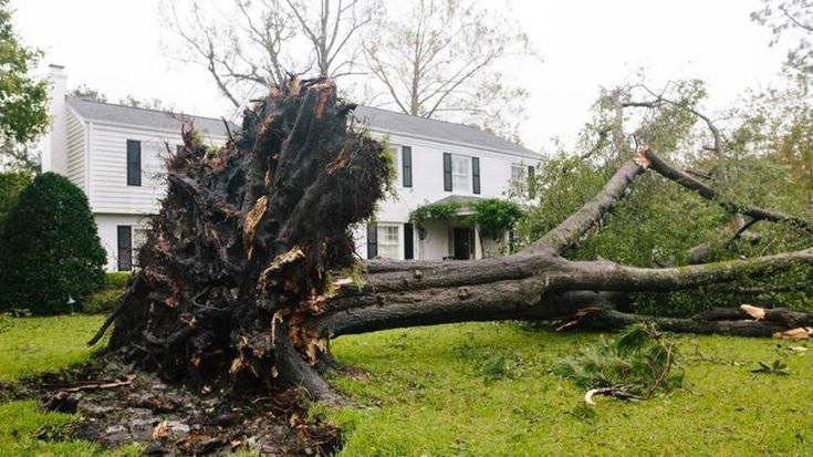 Learn -why -uprooted -trees -are -more- dangerous
