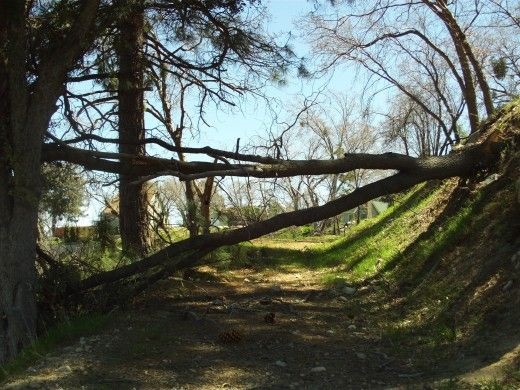 Tree Health Inspections by Arborists