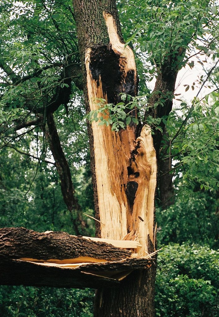 Recognizing-the -Signs -of-Tree-Failure