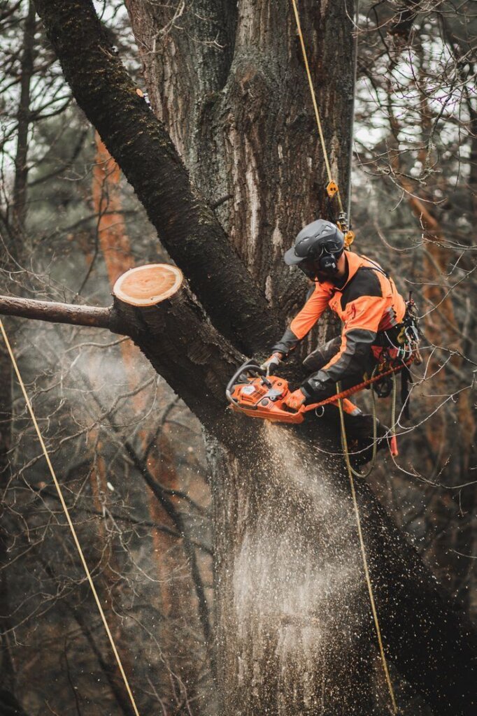 Should- Fallen- Trees -Always- Be -Removed Immediately?