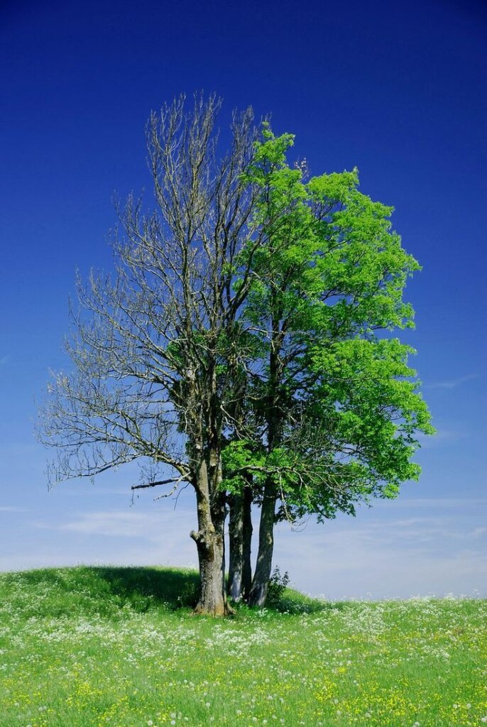 How Tree Maintenance Increases Property Value