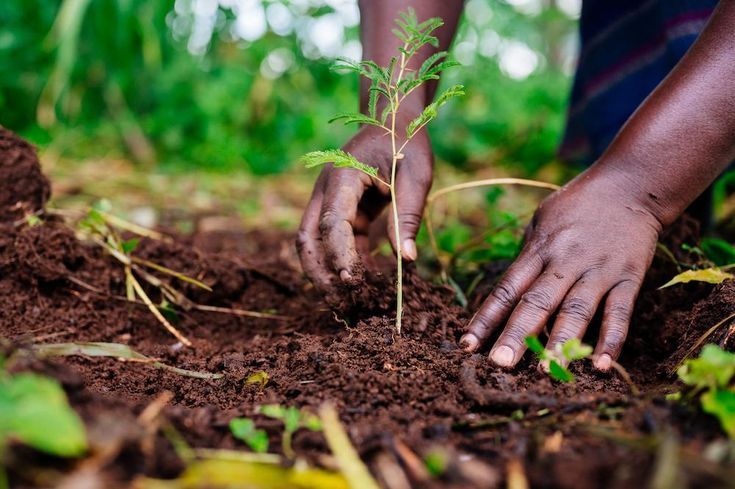 Why Trees Are So Important to Your Community