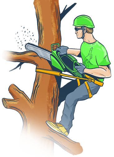what does an arborist do