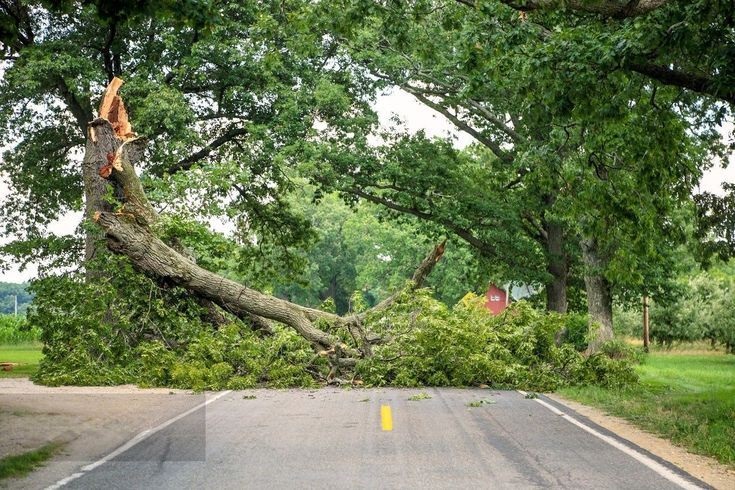 tree-damage