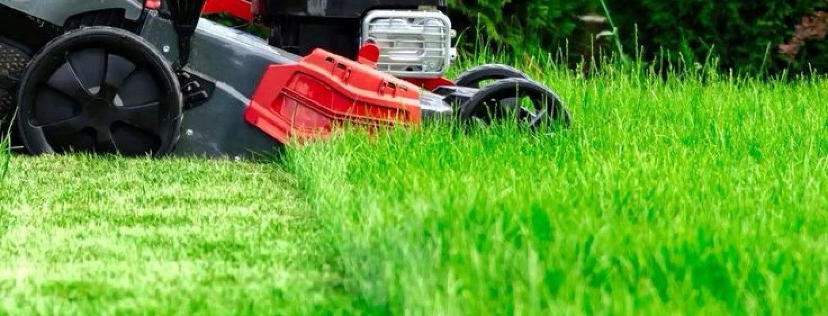Bush-trimming-services