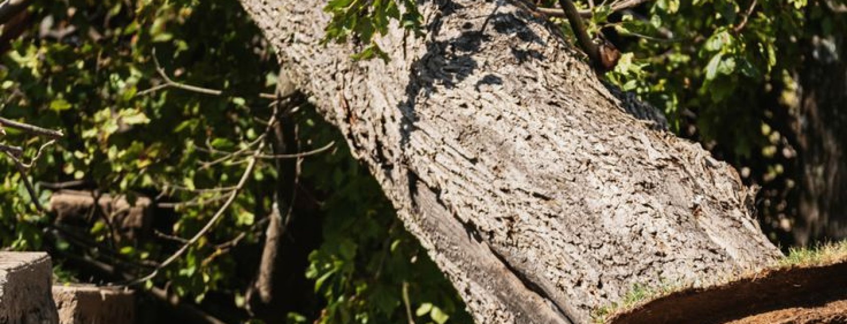 emergency-tree-removal-in-pretoria