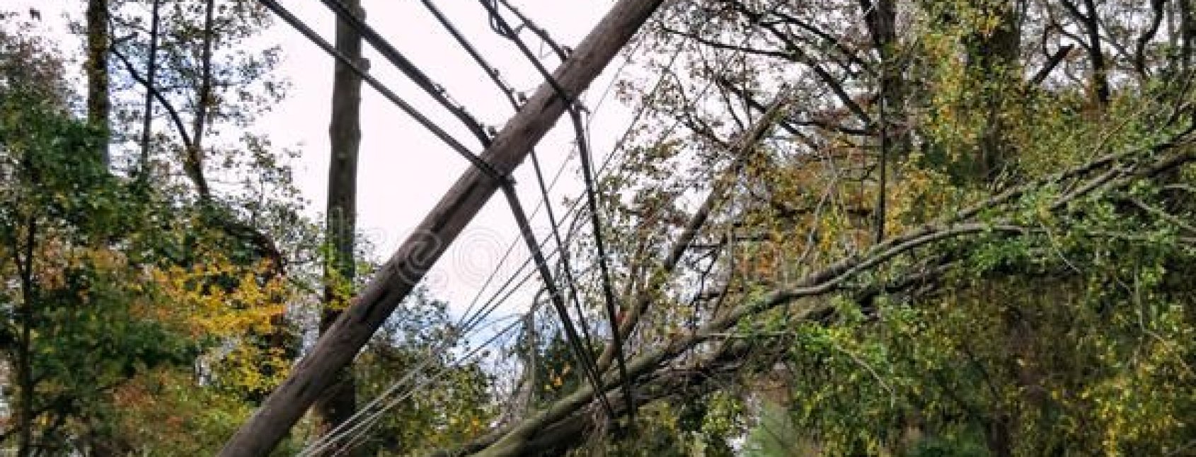 tree-removal-in-pretoria